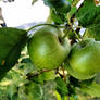 Apples hanging around