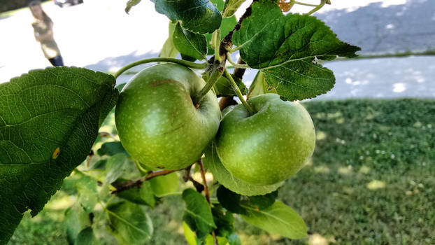 Apples hanging around