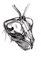 Mantis Study