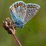 Common Blue