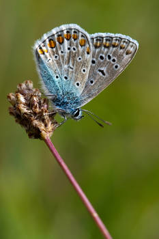 Common Blue