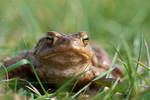 Toad by MvanMelsen