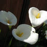 Calla Lily 3