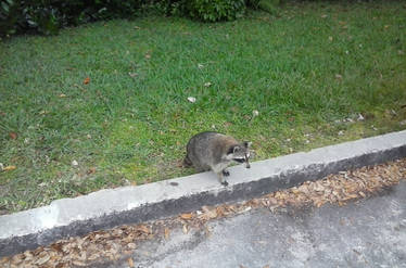 Saw A Raccoon Today.