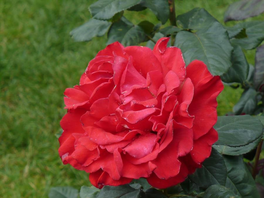 Frilly Red Rose by Ximph on DeviantArt