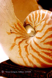 Nautilus