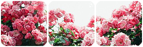 Pink Roses Divider by LaraLeeL