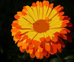 fiery flower by jannaaikadeja