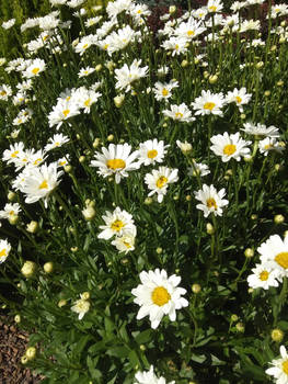 White flowers