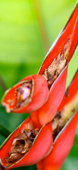 Red Flower