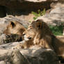 Lion couple