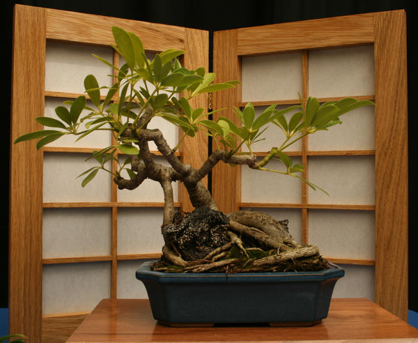 Bonsai