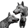 Wolf model Head