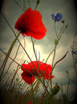red summer love by bievalhirfoto