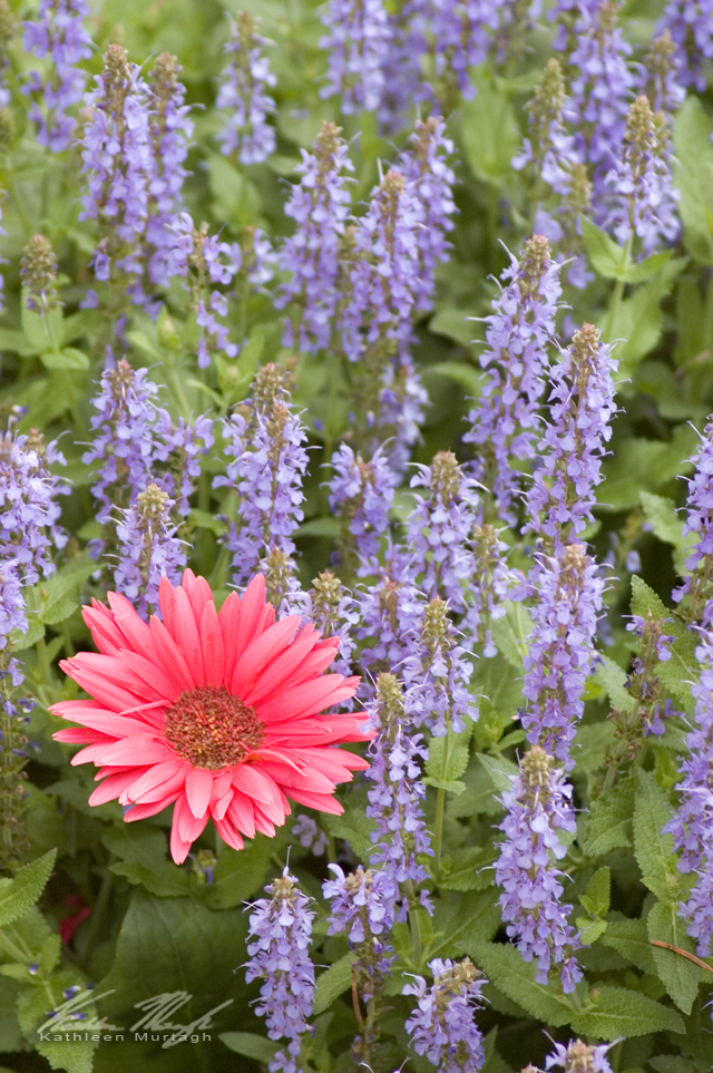 Pink Daisy in a Field of Blue