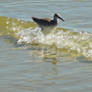 sandpiper