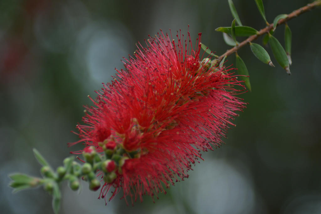 BottleBrush