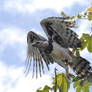 Harpy Eagle in flight.