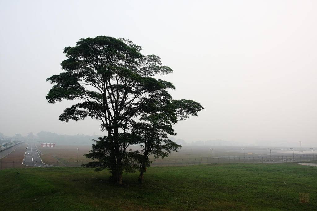 Tree Render Deviantart Tree by PeacePhotoMan on DeviantArt