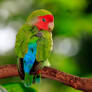 Rosy-faced lovebird