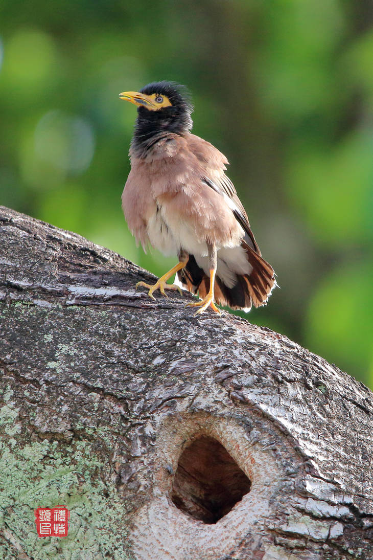 Colossal Myna Common myna by PeacePhotoMan on DeviantArt