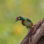 Coppersmith Barbet 2