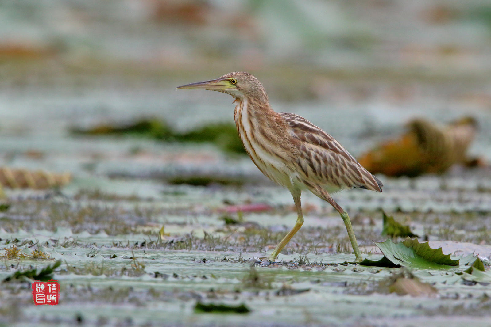 Yellow bittern 1 by PeacePhotoMan on DeviantArt
