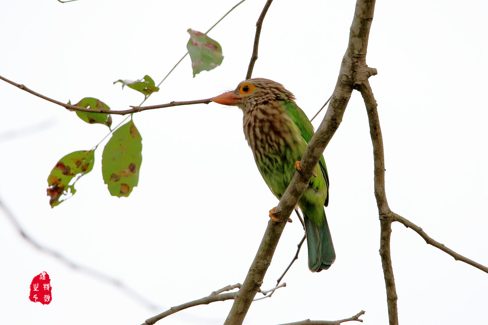 Linadted Lineated barbet by PeacePhotoMan on DeviantArt