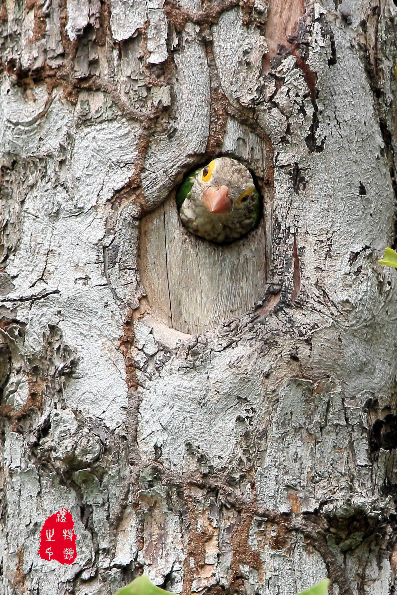 Linadted Lineated barbet 1 by PeacePhotoMan on DeviantArt
