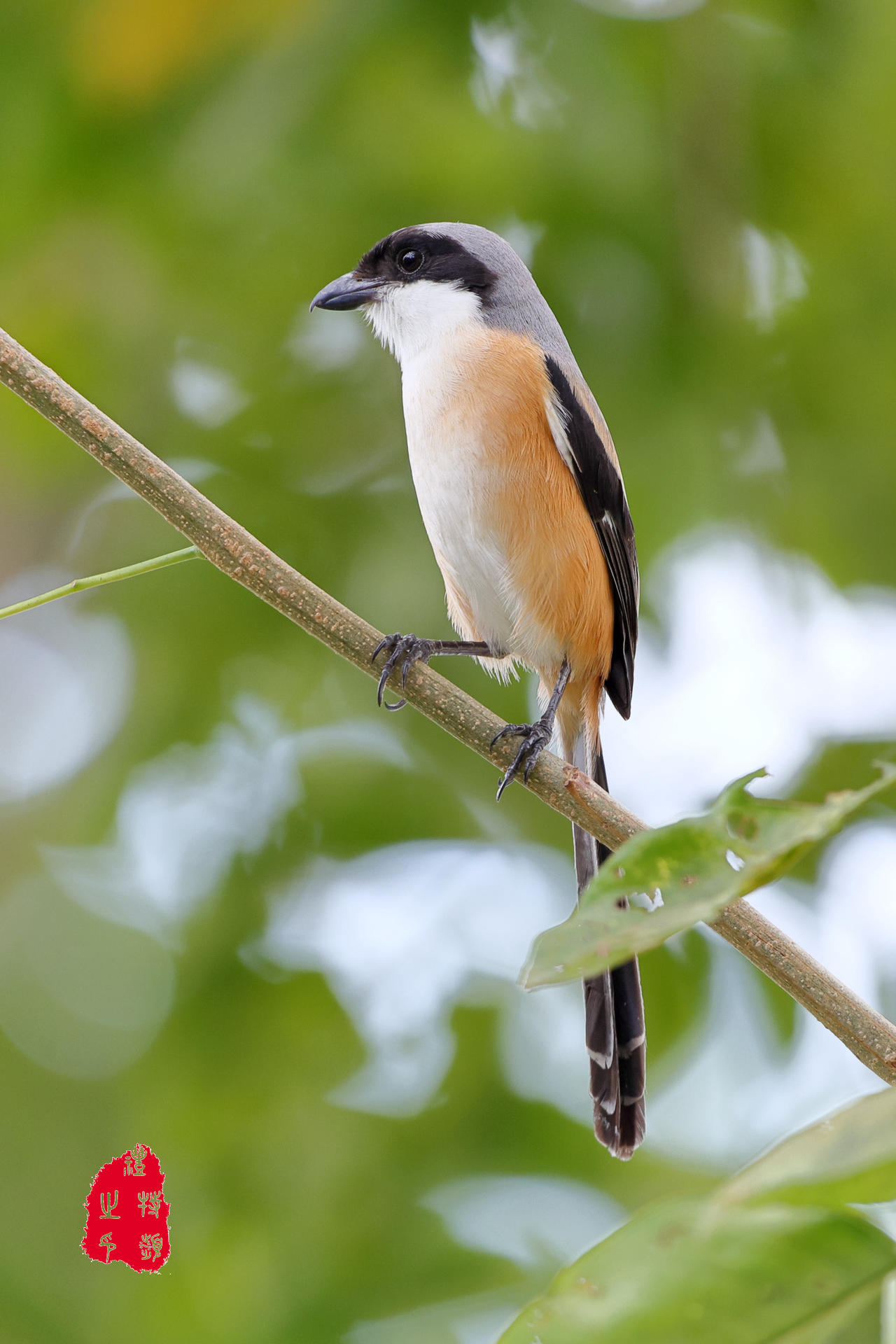 Long tailed Shrike 2 By PeacePhotoMan On DeviantArt long-tailed-shrike-2-by-peacephotoman-on-deviantart