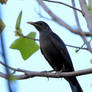 Chinese blackbird 1