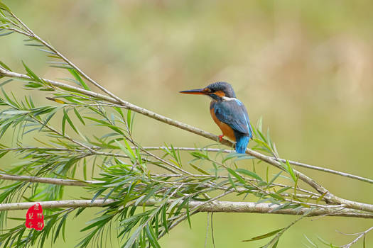 Common kingfisher ii