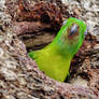 Blue-crowned hanging parrot 2