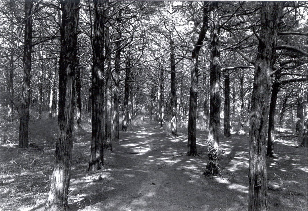 parallel forest by jezebelian on DeviantArt