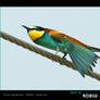 European Bee-eater 01