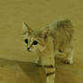 Sand Cat