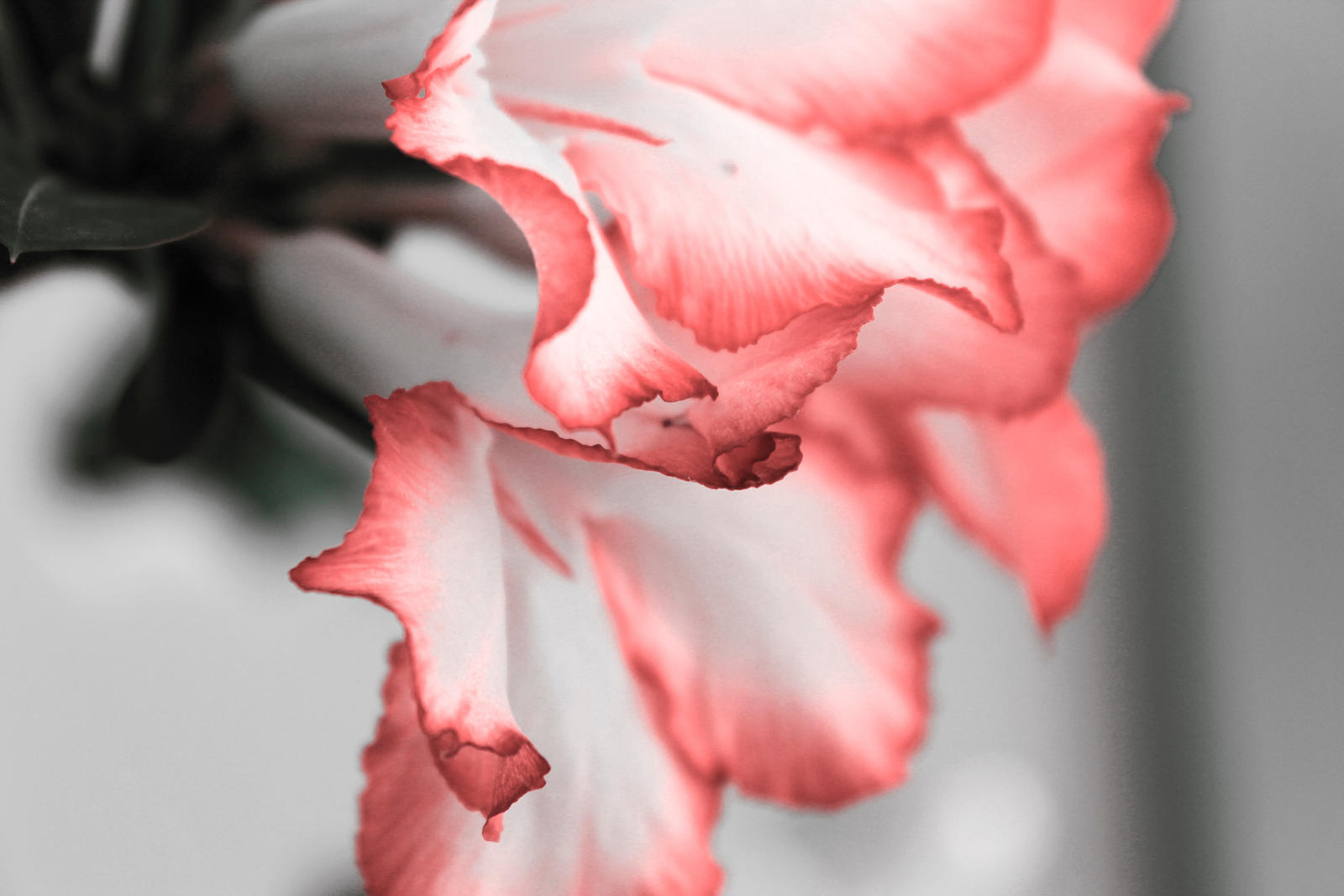 flower 01 by pink-meth on DeviantArt