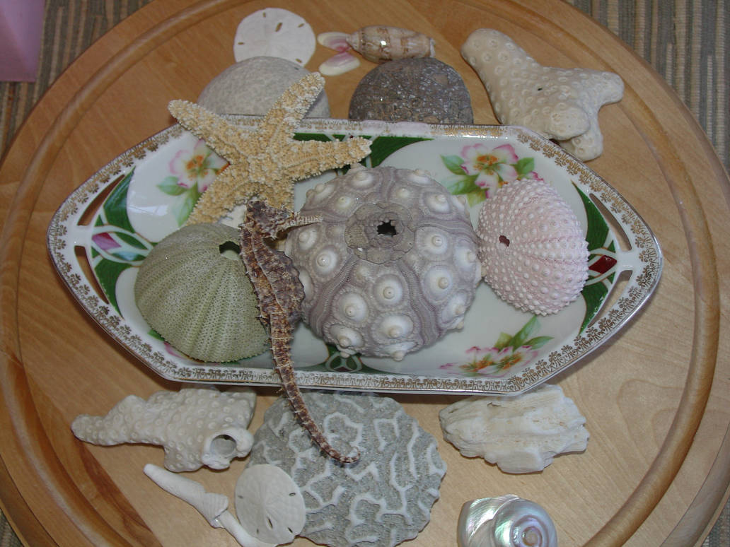 overlapping shells by alyssacaudill on DeviantArt