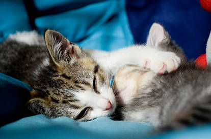 Sleepy Sassy and Lottie