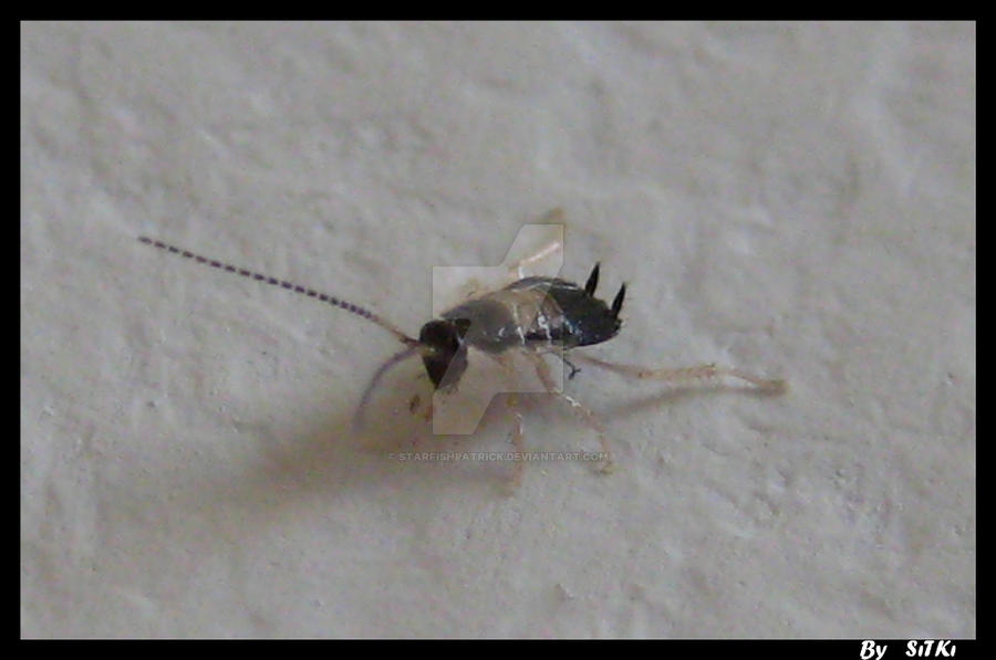Gitgituk Insect Insect-2 by starfishpatrick on DeviantArt