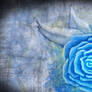 Blue Rose