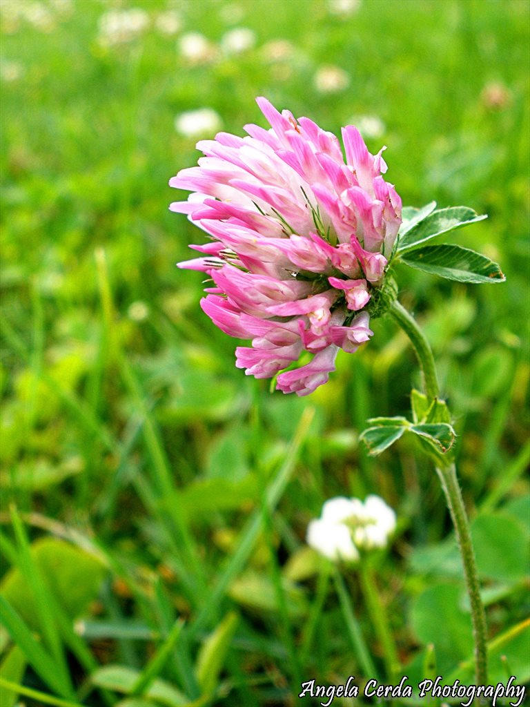 Country Flower by x0fallenangel0x