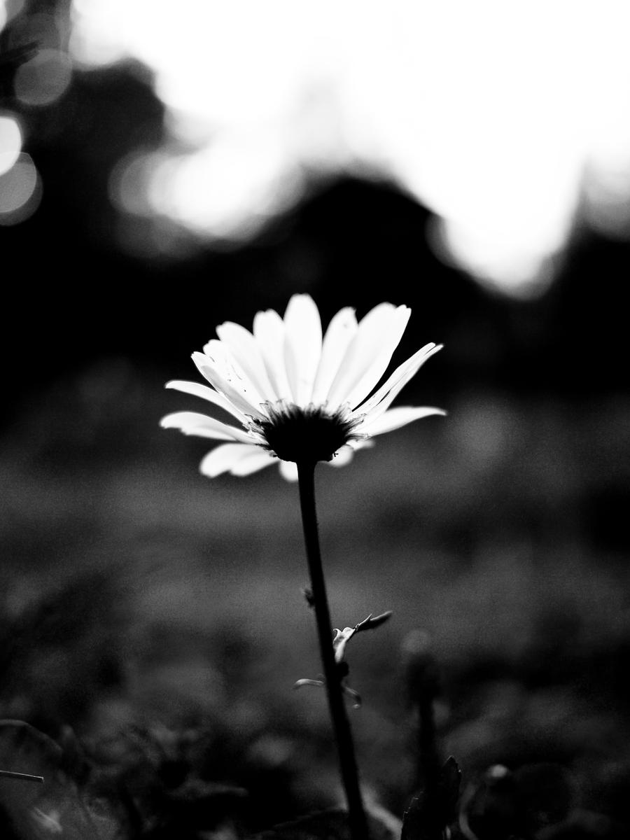 Flower in Black and White by cnewhall on DeviantArt
