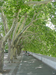 Sycamores Along the Tevere