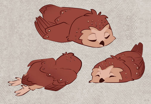 A sleepy little owl