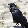A raven in the Petrified Forest National Park