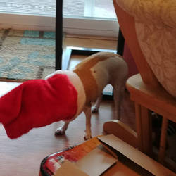 Family Chihuahua eating a treat in her stocking