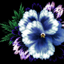 Blue Pansy
