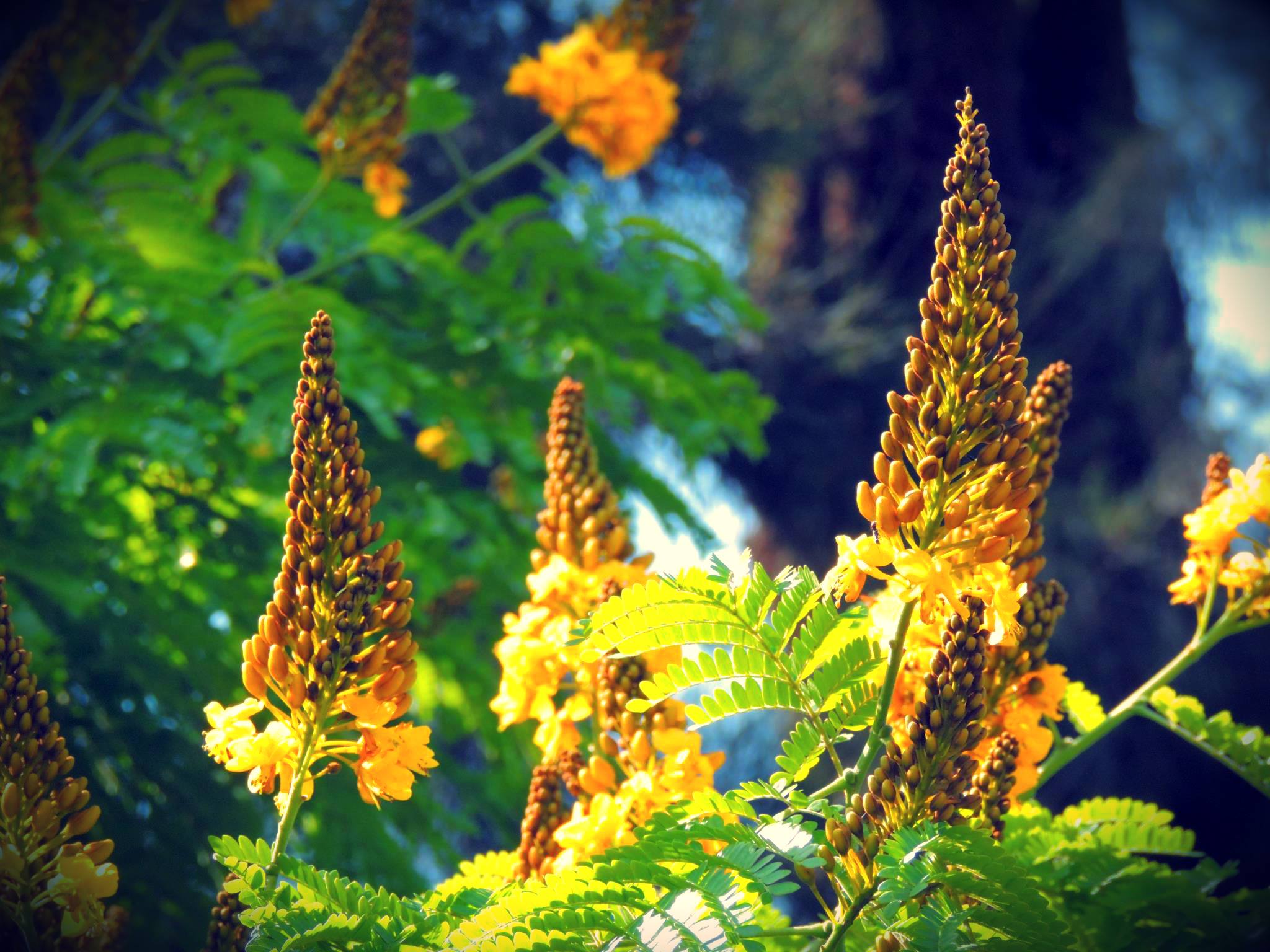 Yellow cone-shaped flowers