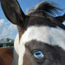 Blue Eyed Horse